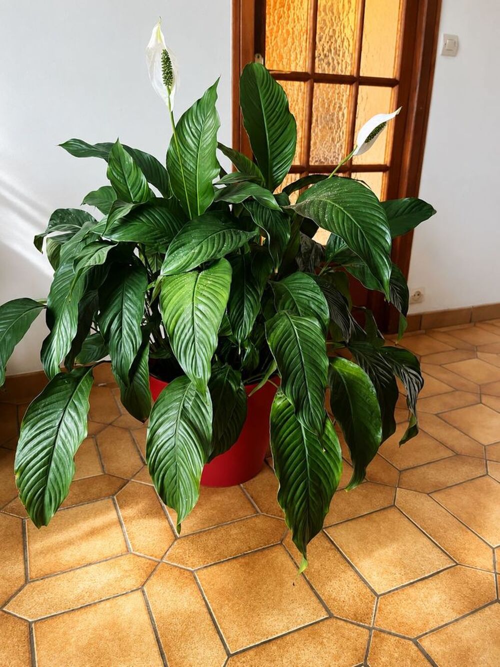 Magnifique Spathiphyllum (Fleur de lune) Jardin