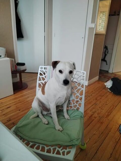 Chien GIPSY &agrave; l adoption 250 69001 Lyon