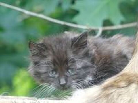   Chatons Norvgien 