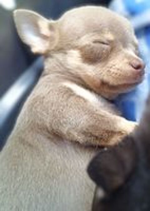   Femelle Chiot Chihuahua 