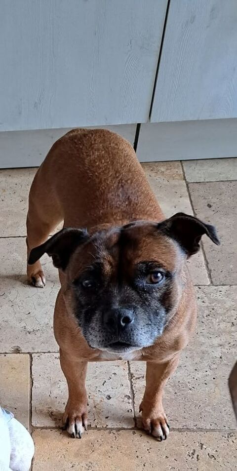 Chien NEYA  l adoption 26130 Saint-restitut