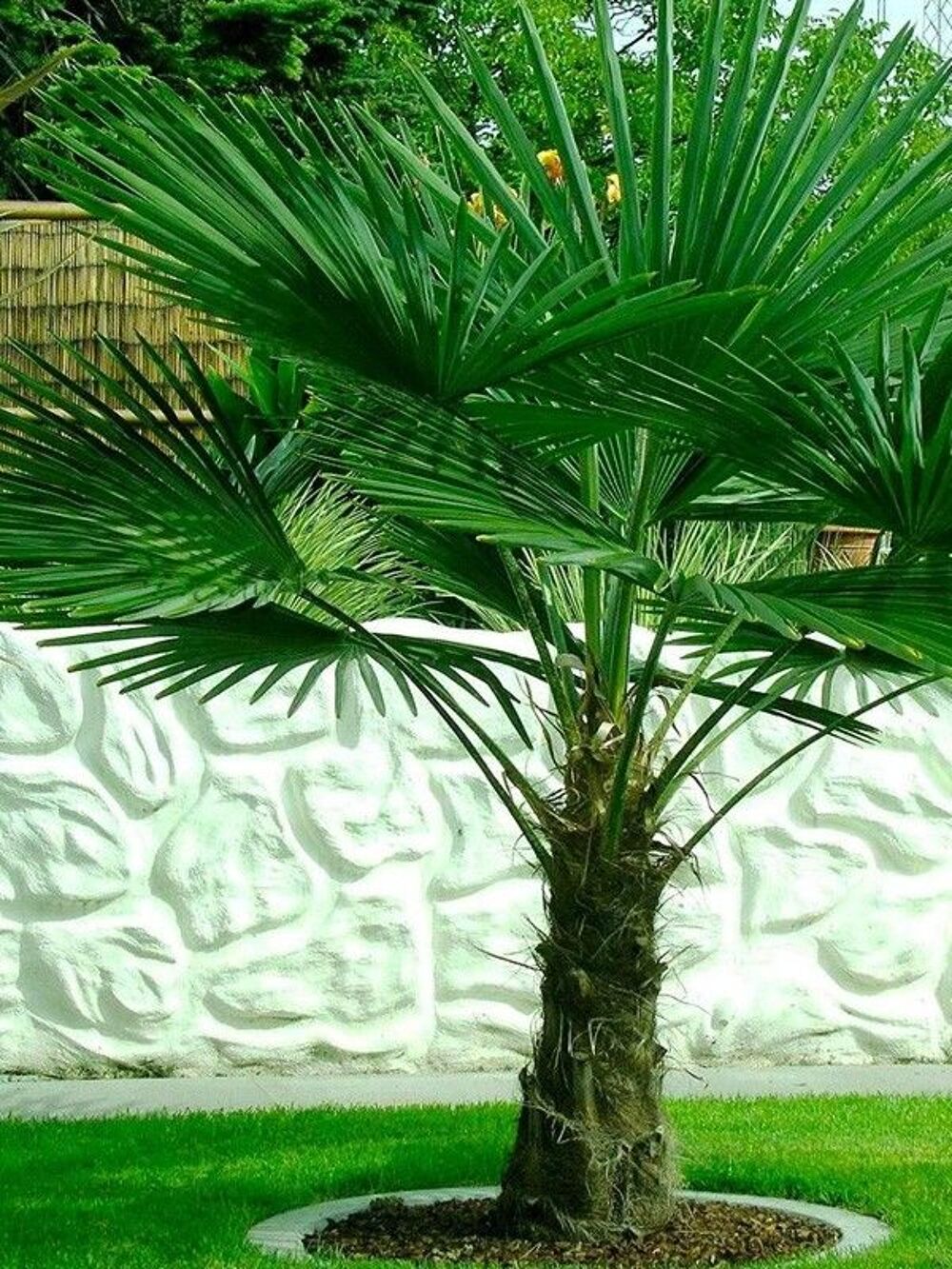 Palmiers Jardin