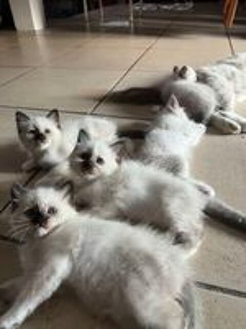   Chatons sacré de Birmanie loof  