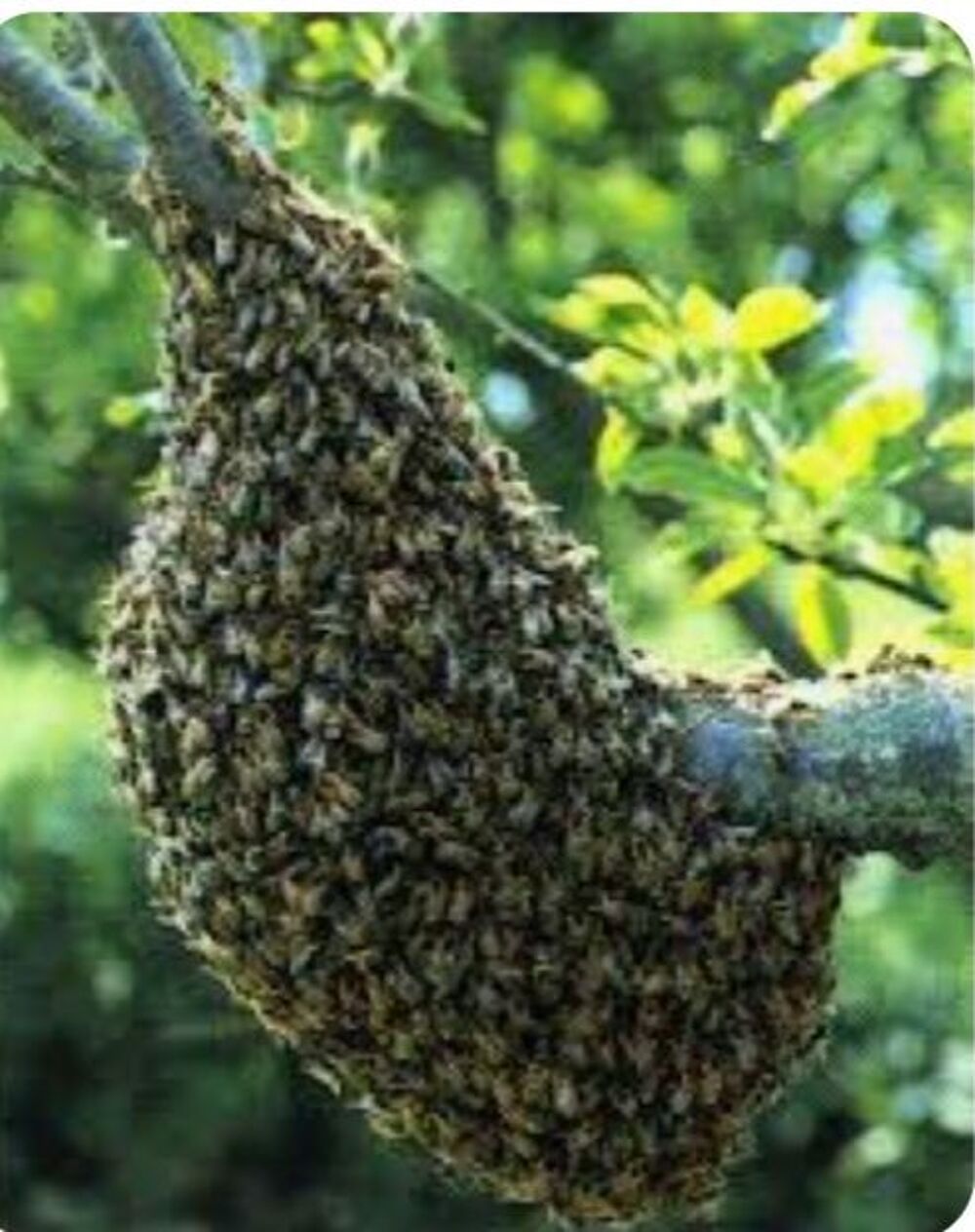 Essaim d'abeilles Jardin