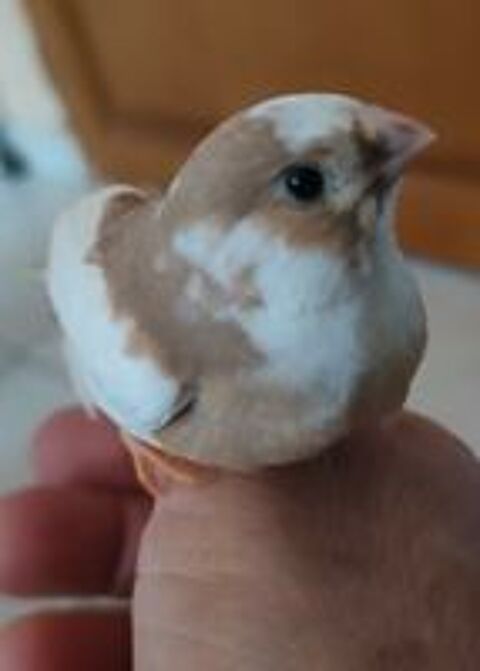   Oiseaux Exotiques  