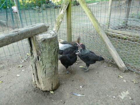 poussins coqs 8 42410 Chavanay