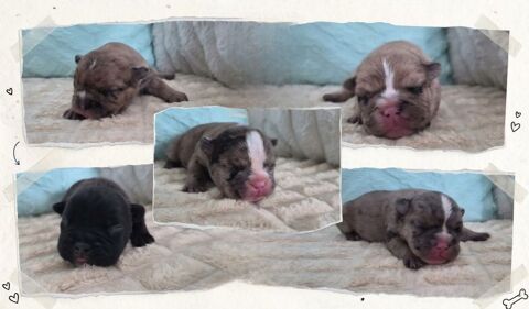 Chiots bouledogue fran&ccedil;ais 1500 74250 Fillinges