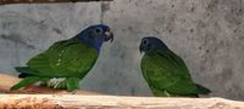   Oiseaux 
