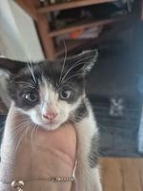   don chaton femelle et male 