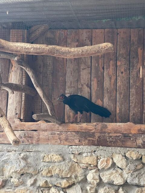 Faisan swinhoé 20 38210 La rivire