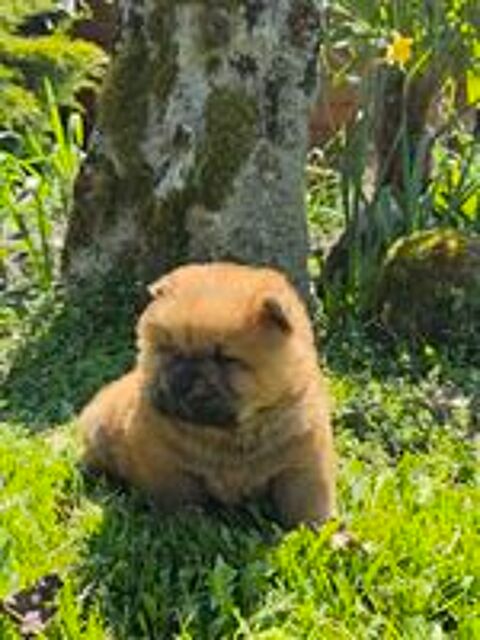   A réserver chiots chow chow  
