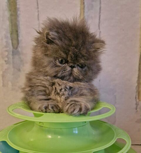 VENDS PERSAN LOOF 980 54300 Moncel-l�s-lun�ville