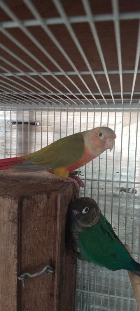 Conure pyrrhura 180 95490 Vauréal