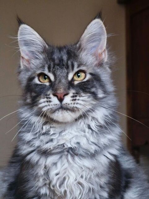 Jeune m&acirc;le Maine Coon 800 59172 Mastaing