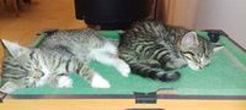   Donne chaton femelle  