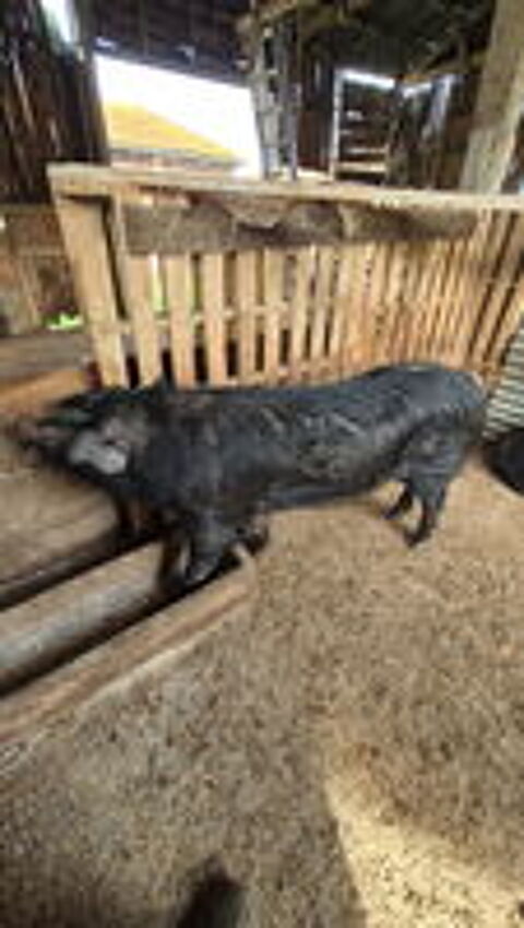   COCHON GASCON  