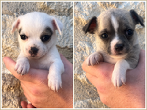   Magnifiques chiots chihuahuas non lof 