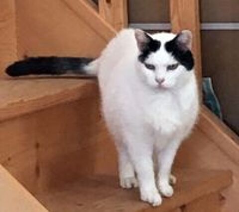   BLANCHETTE, superbe chatte noire et blanche à adopter via l'association UMA 