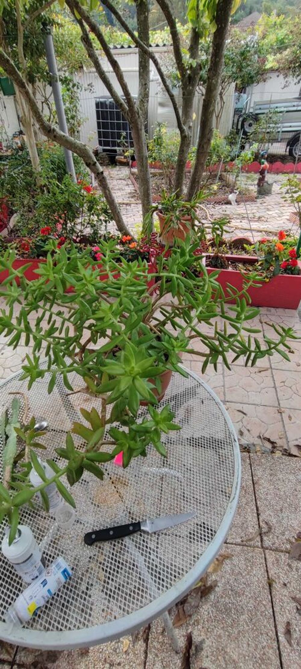 plante &agrave; prendre sur place Jardin