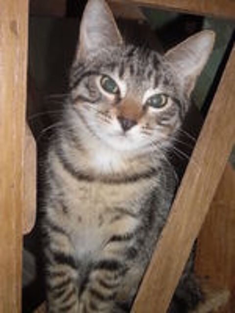   Chaton mâle très intelligent. 
