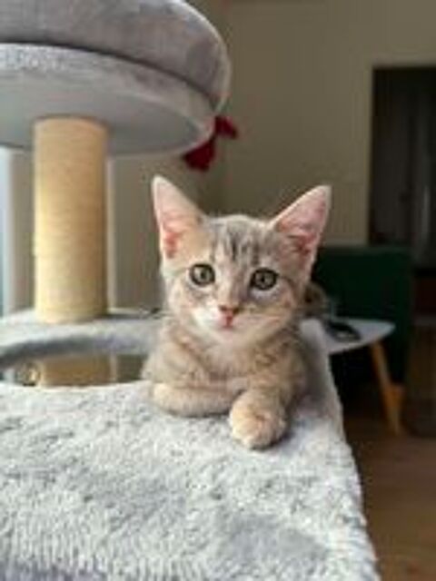   Luna une jolie chatonne  