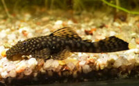   ANCISTRUS (Nettoyeur de vitres) 
