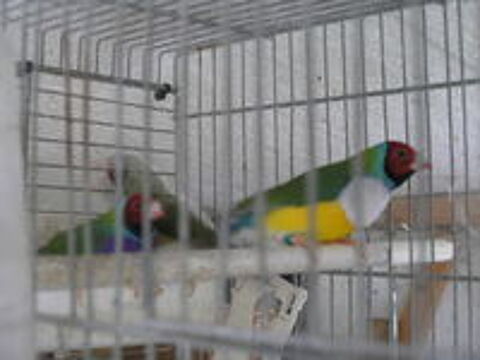   diamant de gould  