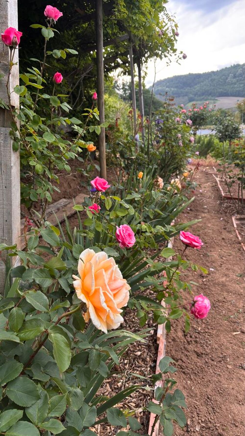   Entretien jardinage  