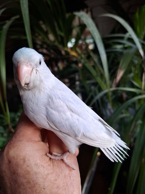 TOUI CELESTE EAM 150 13190 Allauch