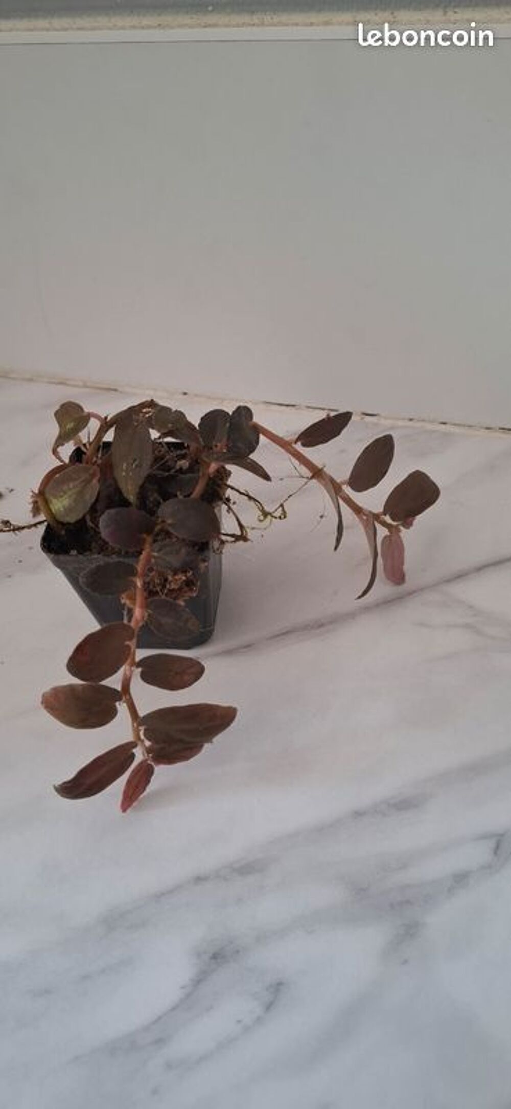 Pellionia repens bouture 70 Décoration