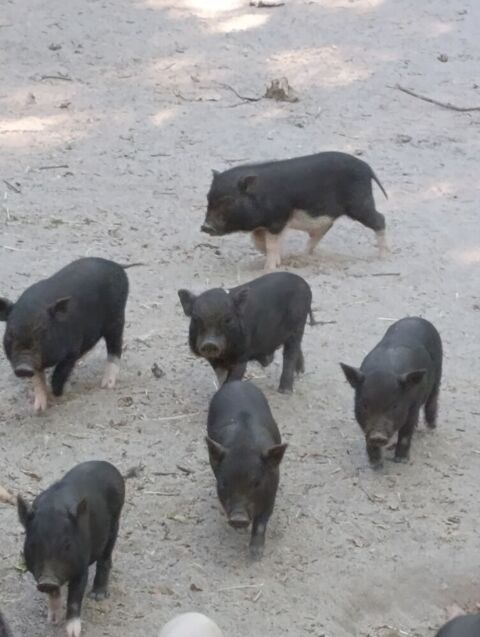 B&eacute;b&eacute;s cochons Miniatures Gottingen 100 45290 Langesse