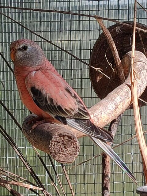 Jeune bourke 25 49600 Le fief-sauvin