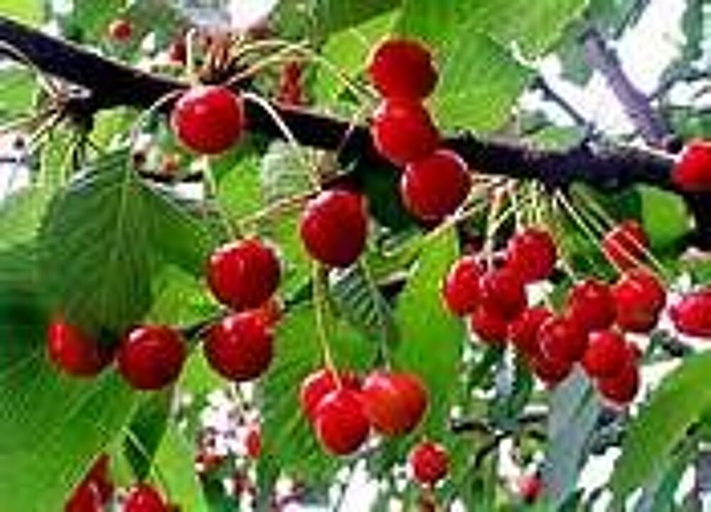 1 plant de cerisier,cerise guigne Jardin