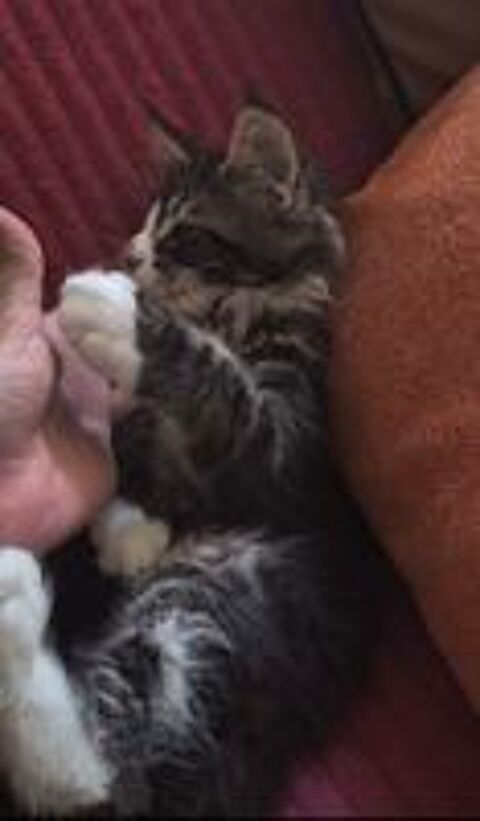   A RESERVER POUR Fin JUIN Chaton Maine Coon Mâle Brown  