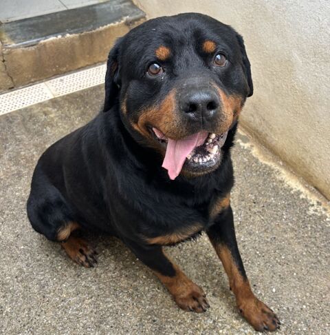 BACCHUS, rottweiler, 3 ans 220 34500 B�ziers