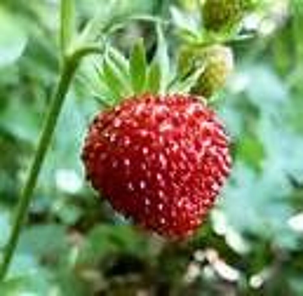 25 plants de fraisiers fraise des bois Jardin