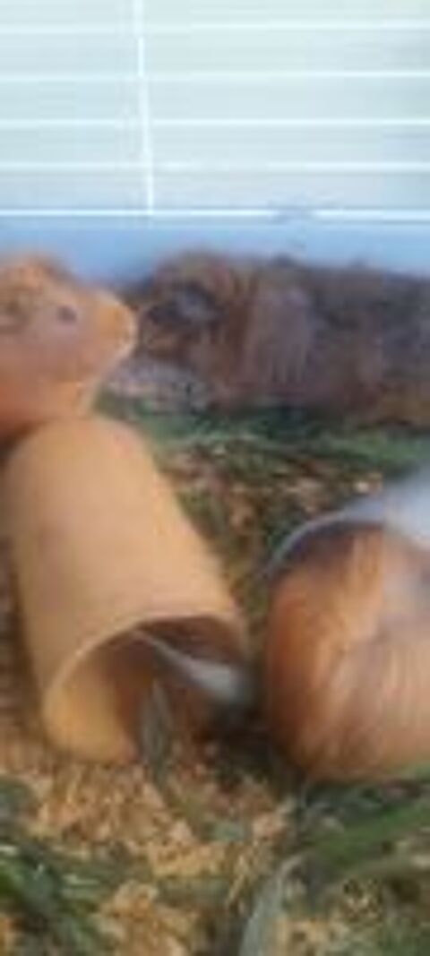   cochon d'Inde adulte  