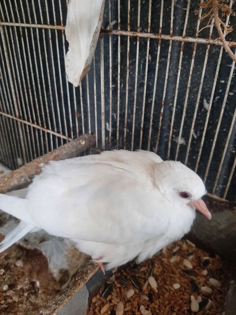 Colombes 20 78420 Carri�res-sur-seine