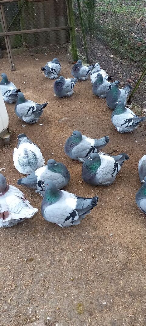 pigeons mondain 25 18000 Bourges