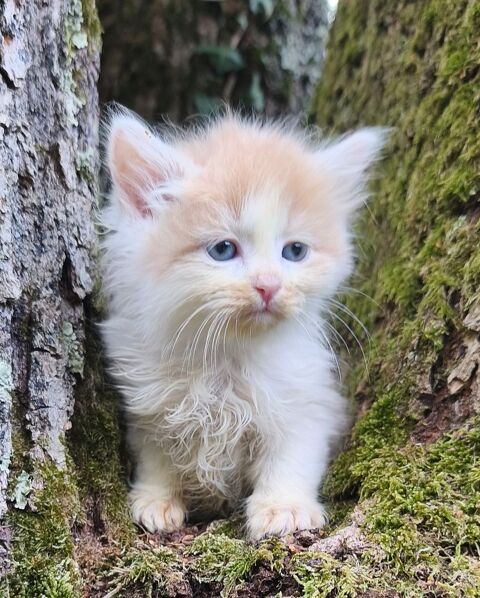 Chaton sib&eacute;rien LOOF m&acirc;le 1600 85310 Chaill�-sous-les-ormeaux