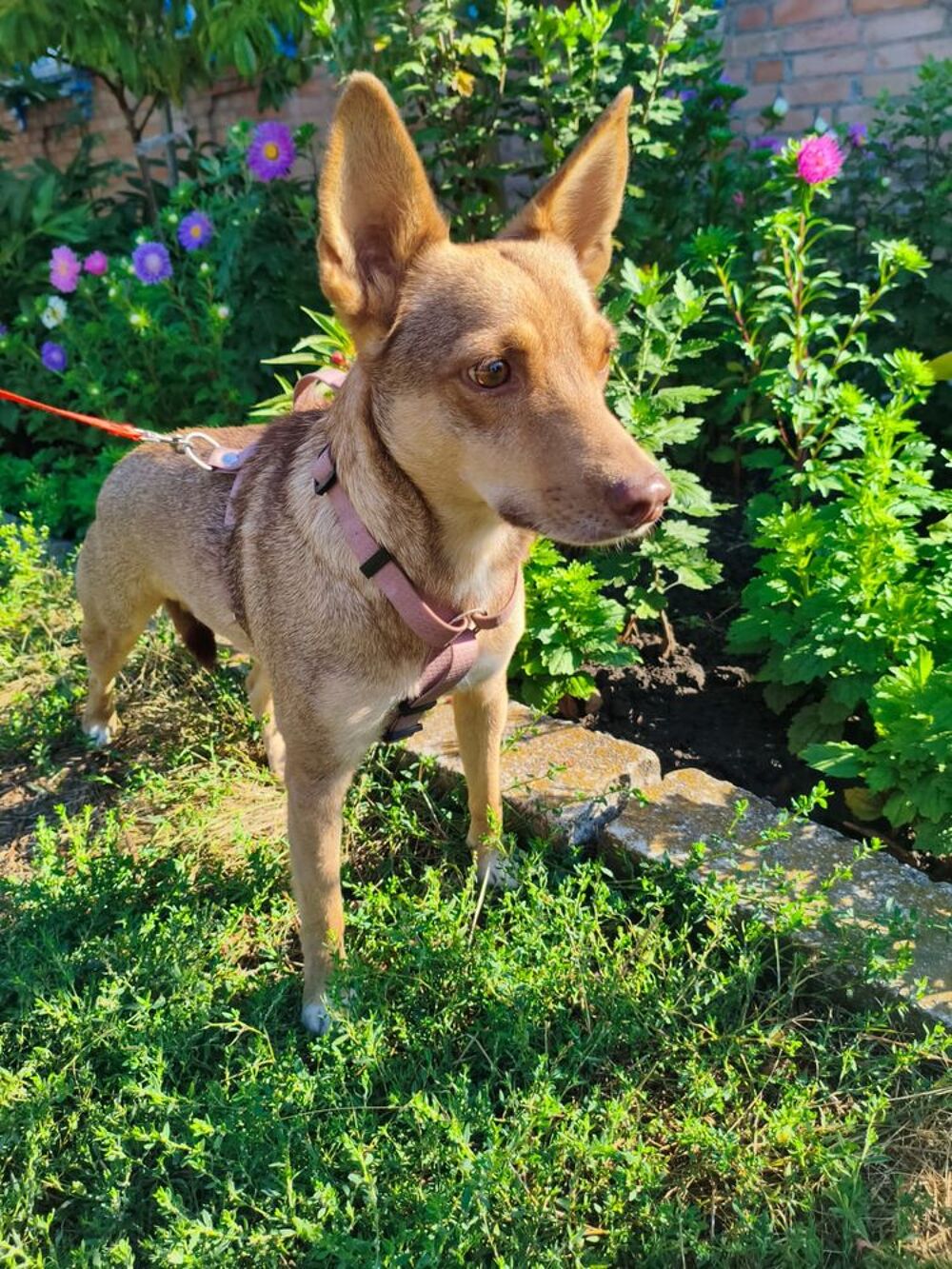   A L'ADOPTION GERA SE TROUVE EN REFUGE UKRAINE 