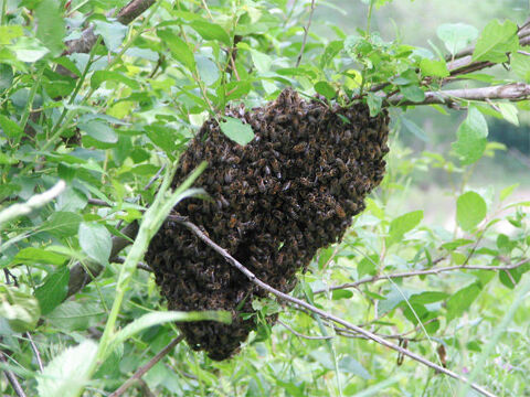 Récupére gratuitement essaims d'abeilles sauvages 0 31840 Seilh