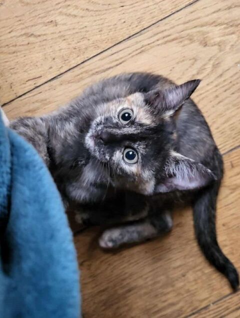 Armelle chatonne - Flers en Escrebieux 59 65 59500 Douai