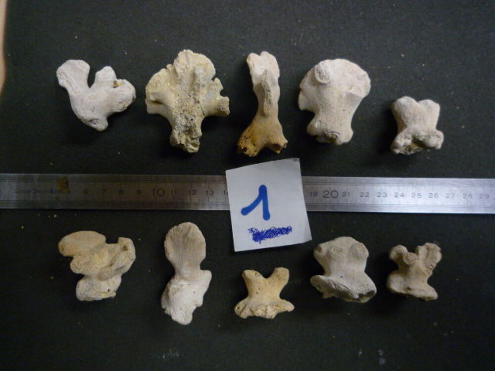 CORAUX FOSSILES LOBOPSAMMIA CARIOSA LOT N&deg;01 X 10 