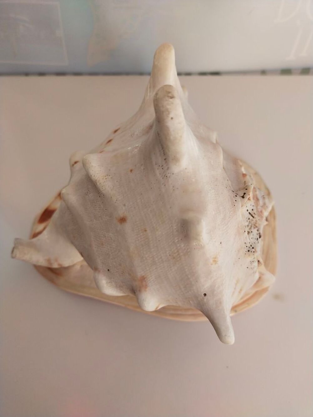 coquillage "" CONQUE-LAMBI "" 