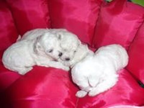   A RESERVER CHIOTS BICHON FRISE POUR COMPAGNIE
