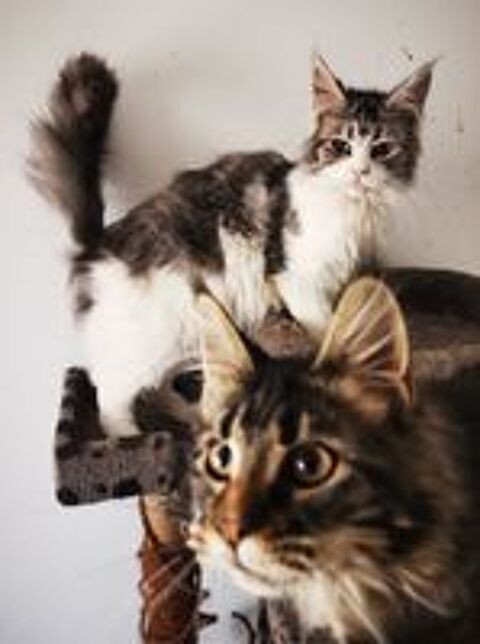  Maine coon 