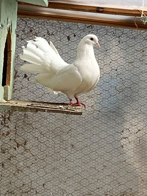  pigeons paons 15 26740 Marsanne