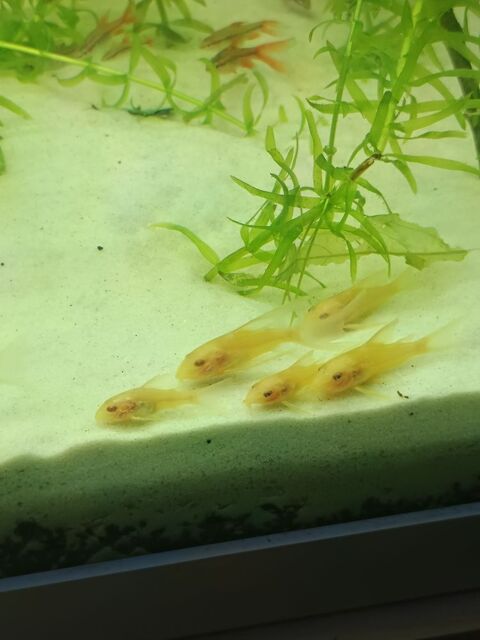 Corydoras paleatus Albinos a voile 4 94380 Bonneuil-sur-marne