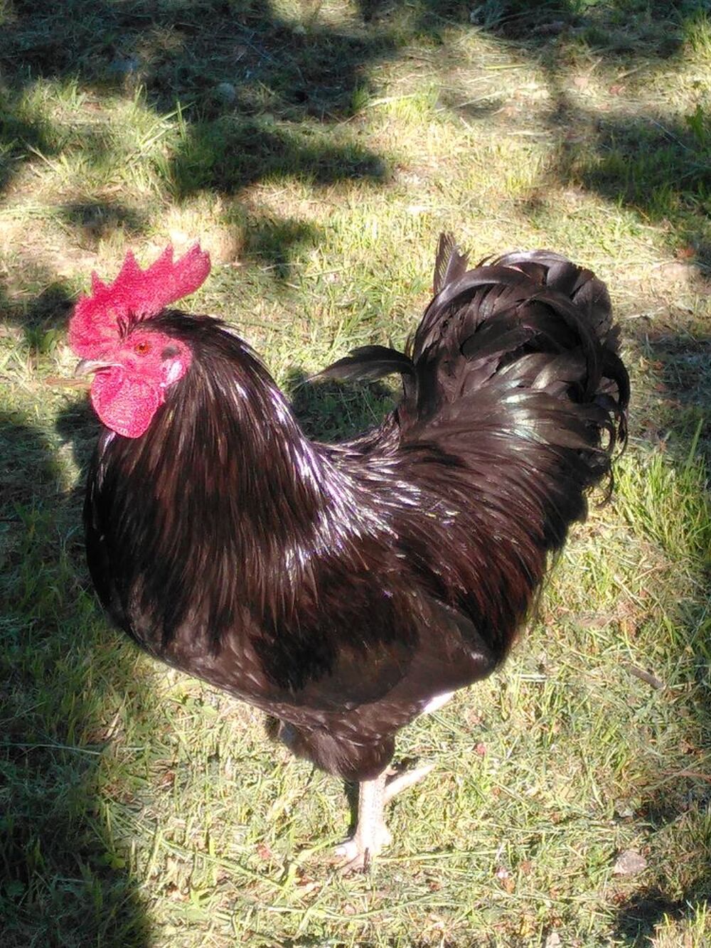  Coq noir  